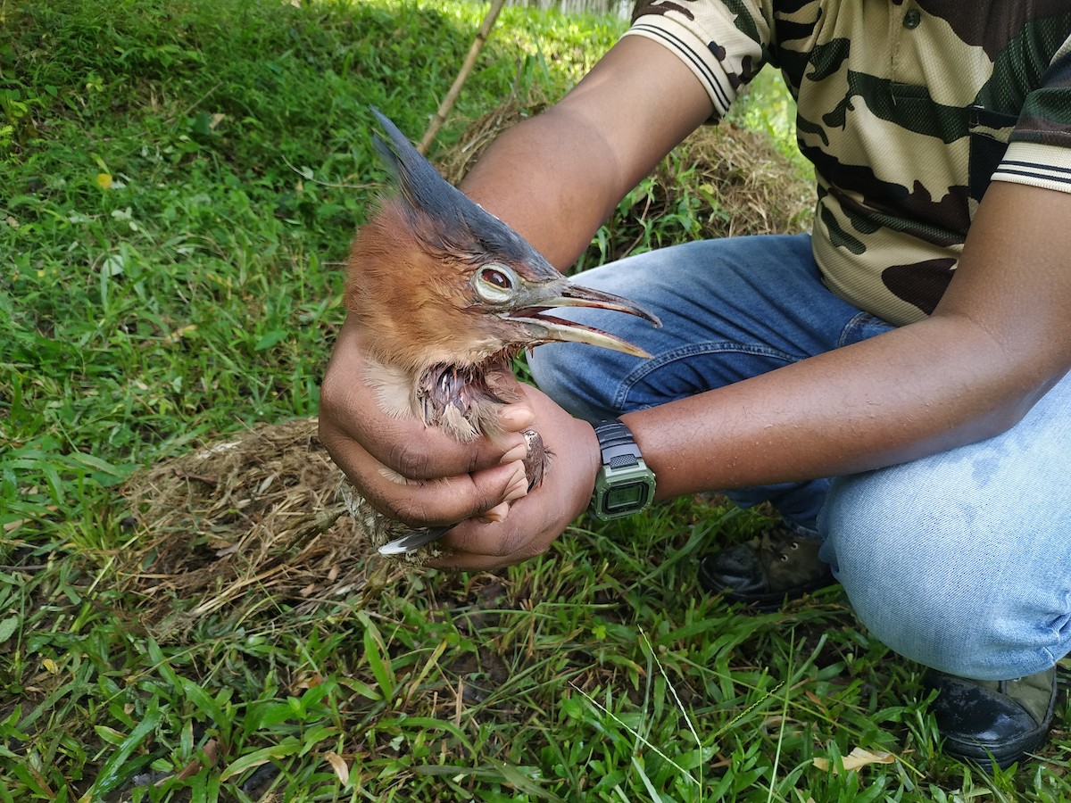 Malayan Night Heron - ML261129331