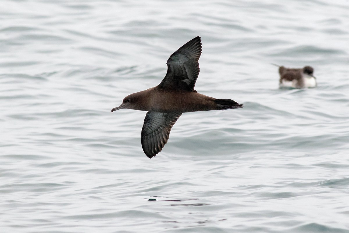 Sooty Shearwater - ML261129581