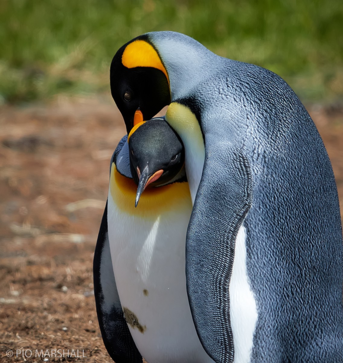 King Penguin - Pio Marshall