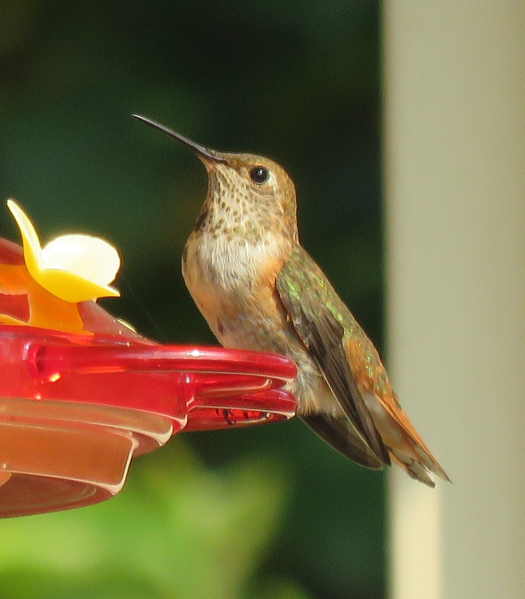 Rufous Hummingbird - ML261131291