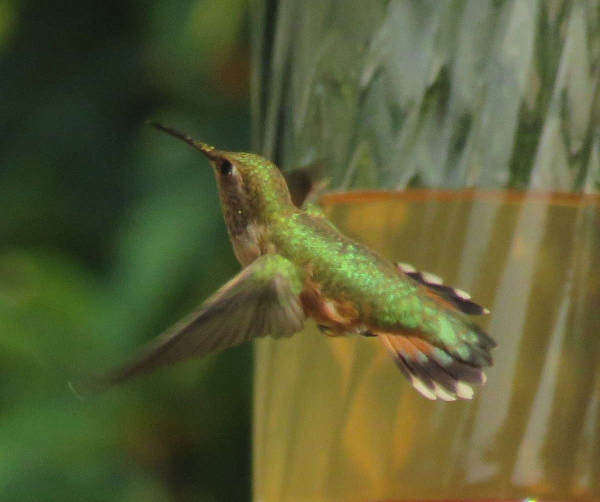 Rufous Hummingbird - ML261131301