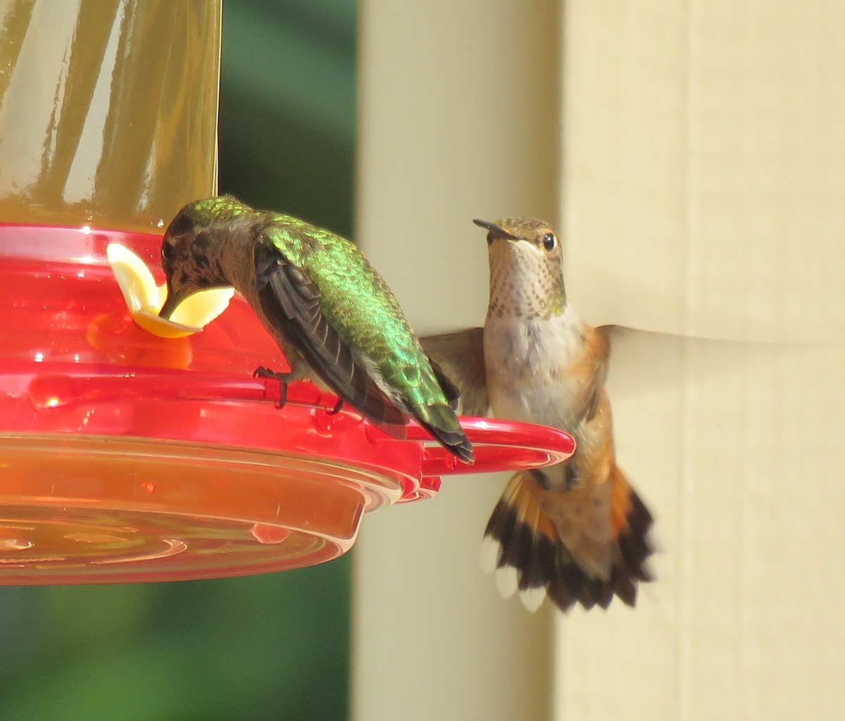 Rufous Hummingbird - ML261131311