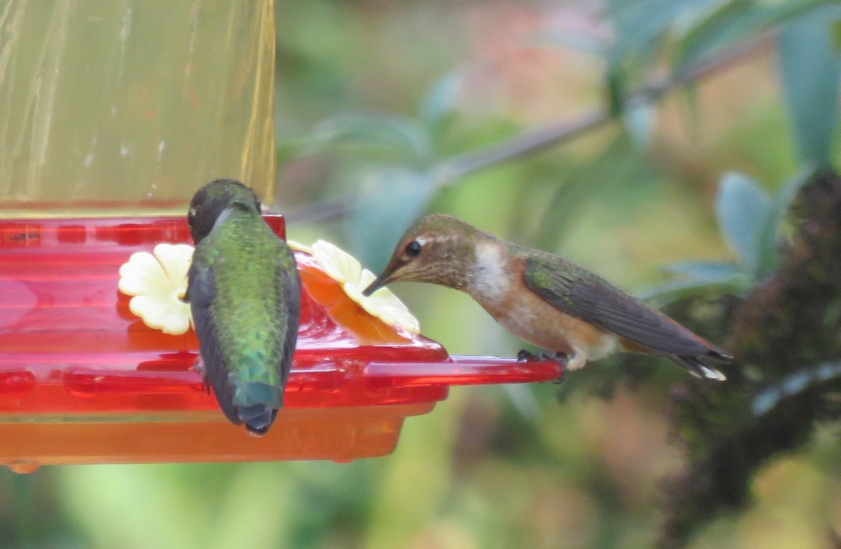 Rufous Hummingbird - ML261131341