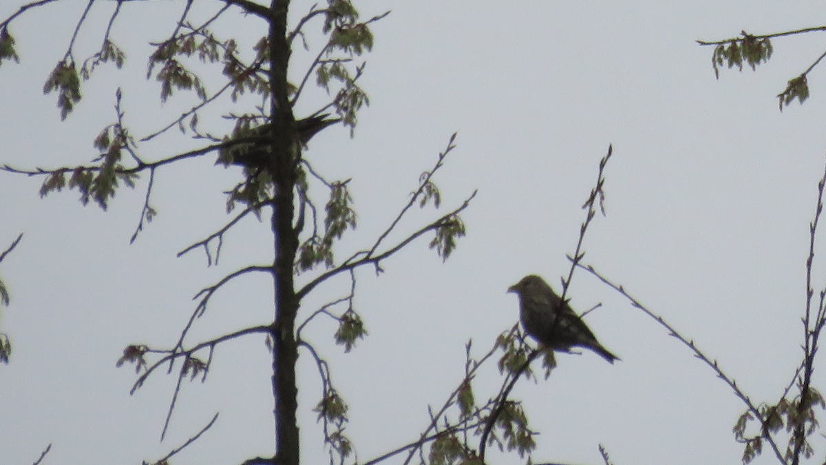 Pine Siskin - ML26113431