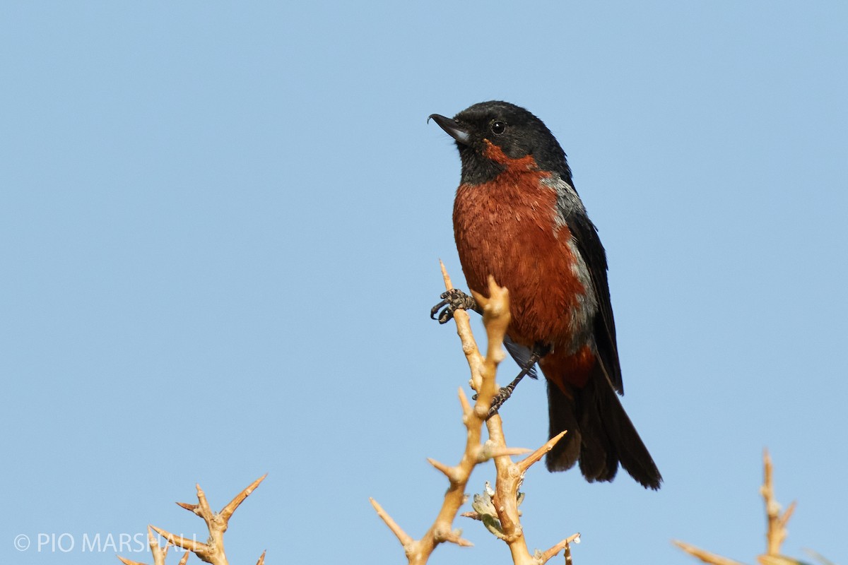 Black-throated Flowerpiercer - ML261134541