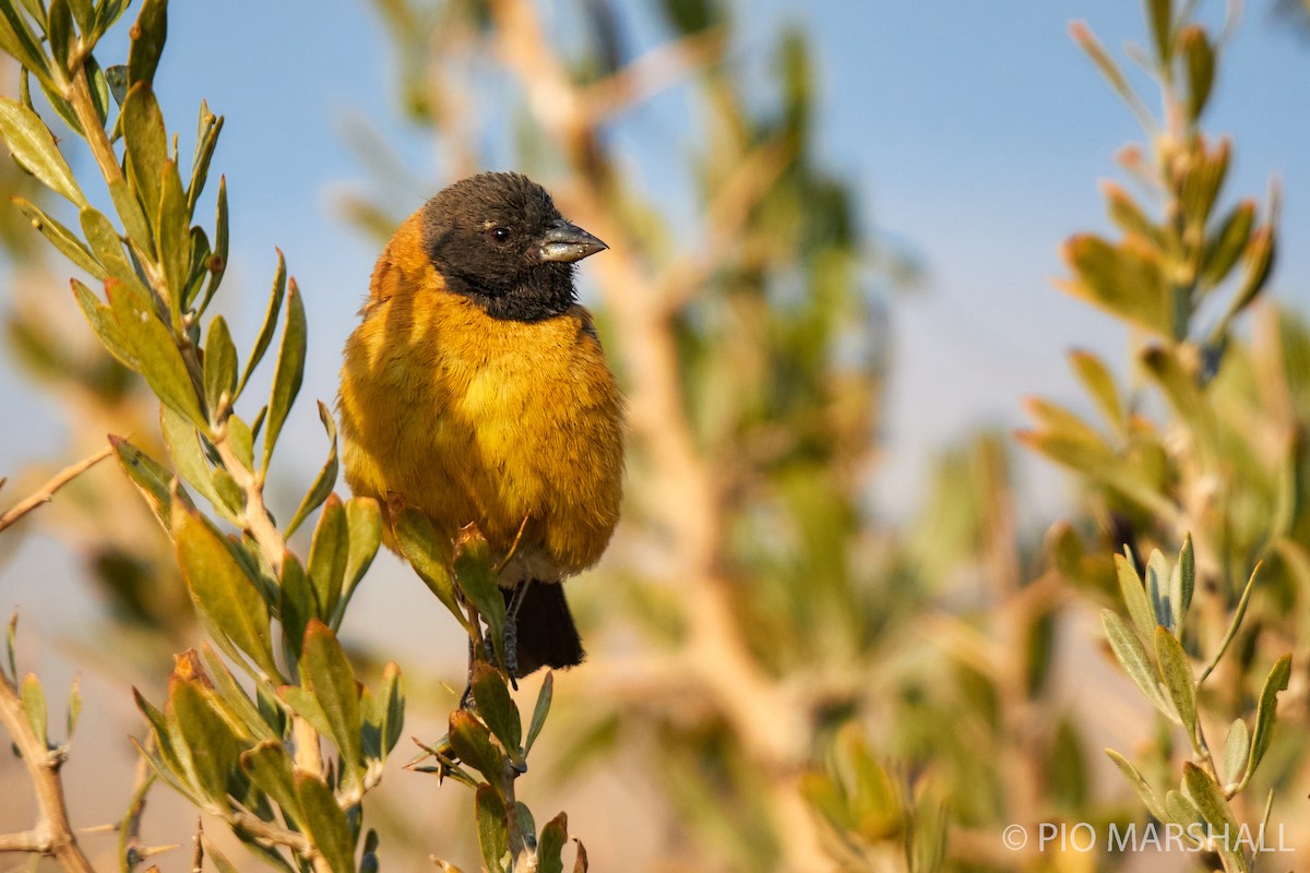 Black-hooded Sierra Finch - Pio Marshall