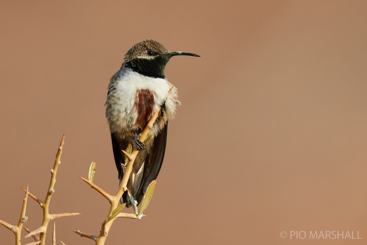 Estellakolibri - ML261134771