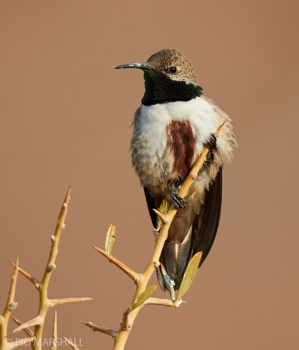 Andean Hillstar - Pio Marshall