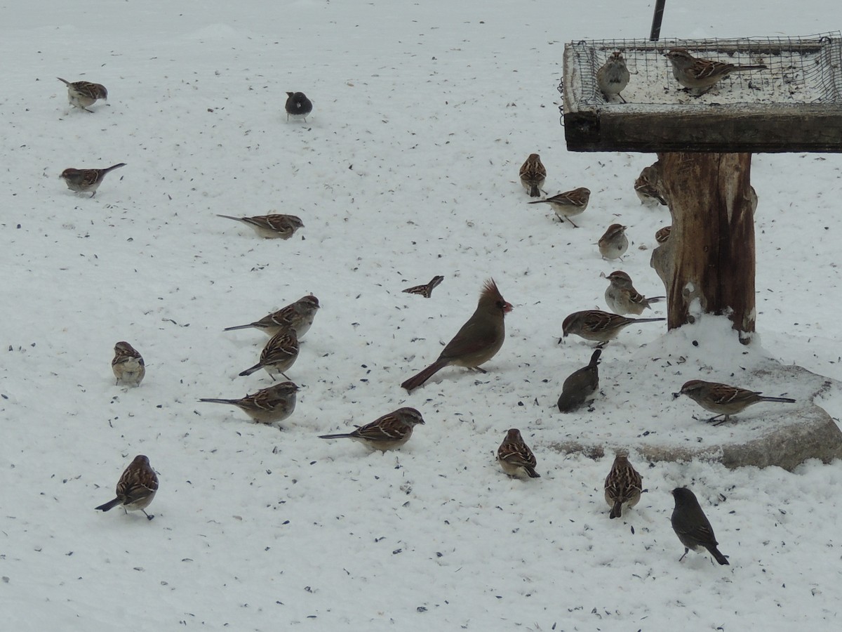 American Tree Sparrow - Melody Walsh