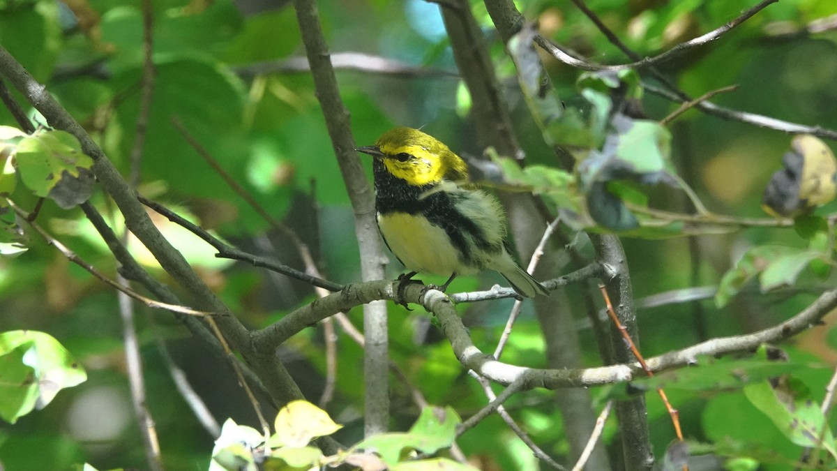 Black-throated Green Warbler - Barry Day