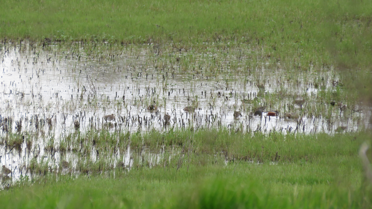 Wilson's Snipe - ML26113711