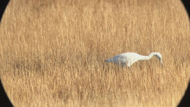 Little Blue Heron - ML261137811