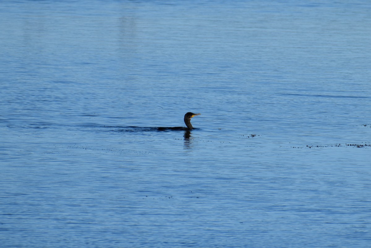 Great Cormorant - ML261137911