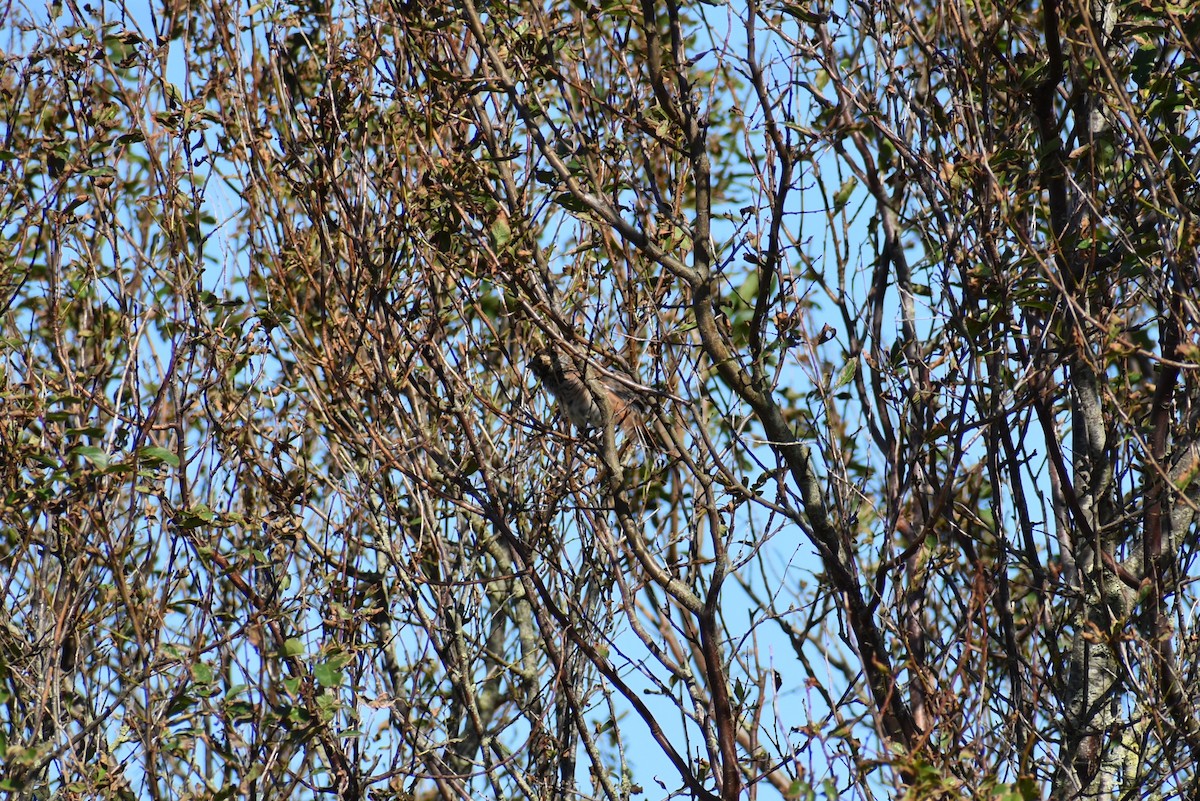 Reed Bunting - ML261138221