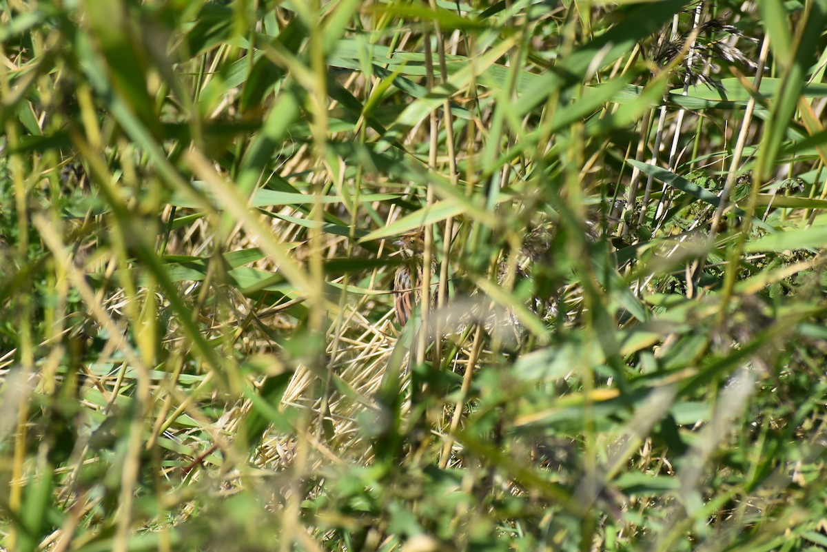 Reed Bunting - ML261138411