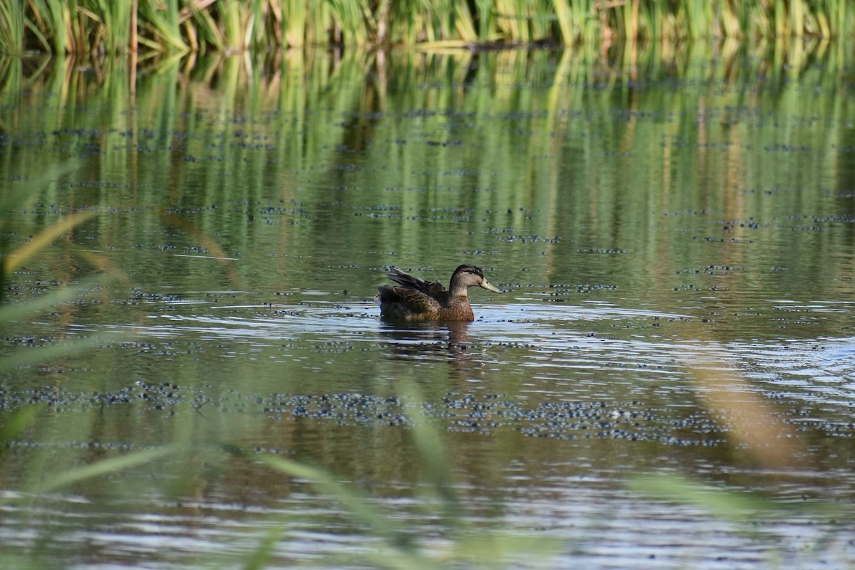 Mallard - Pedro Miguel Gomes de Freitas