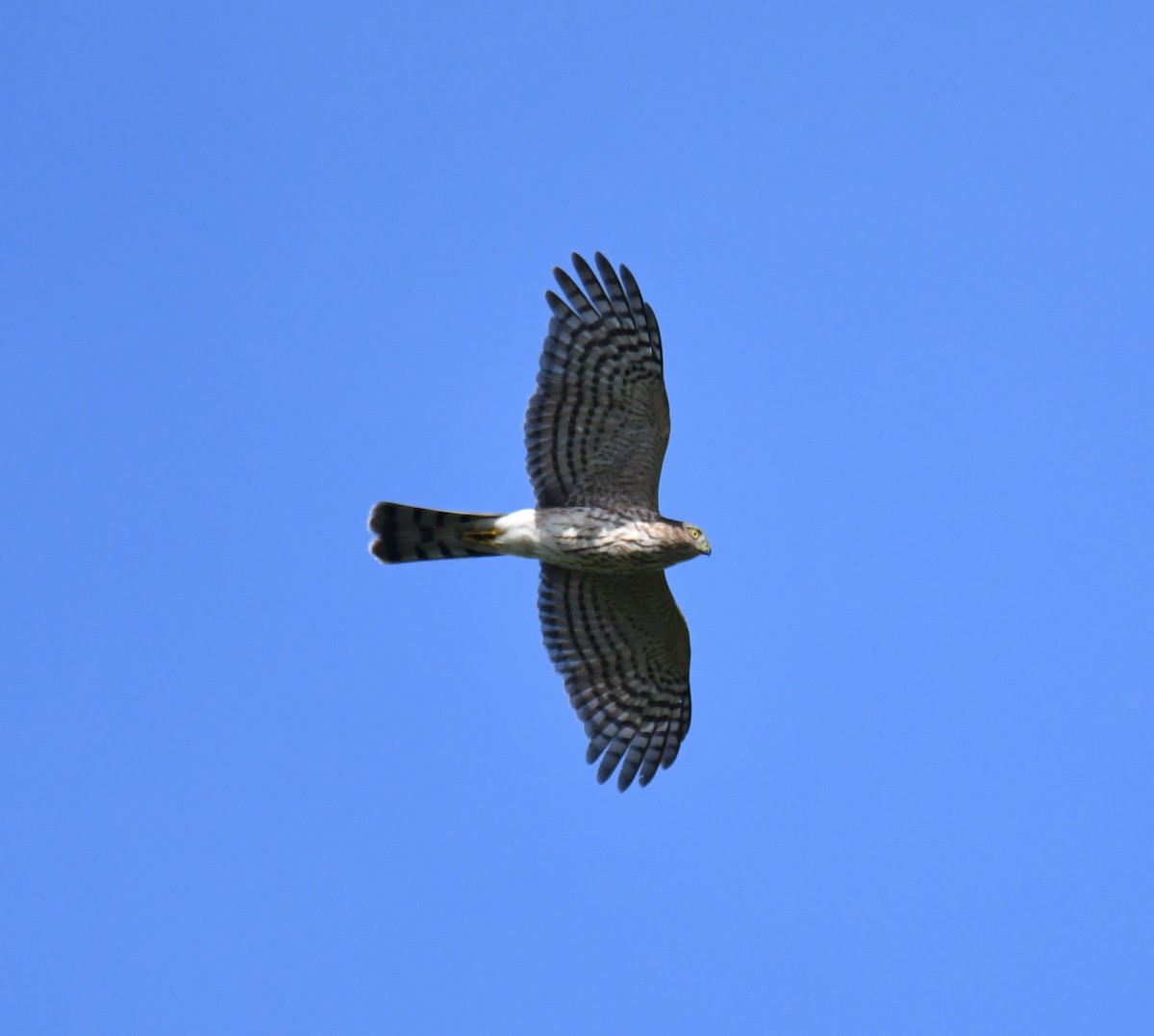 Sharp-shinned Hawk - ML261141181