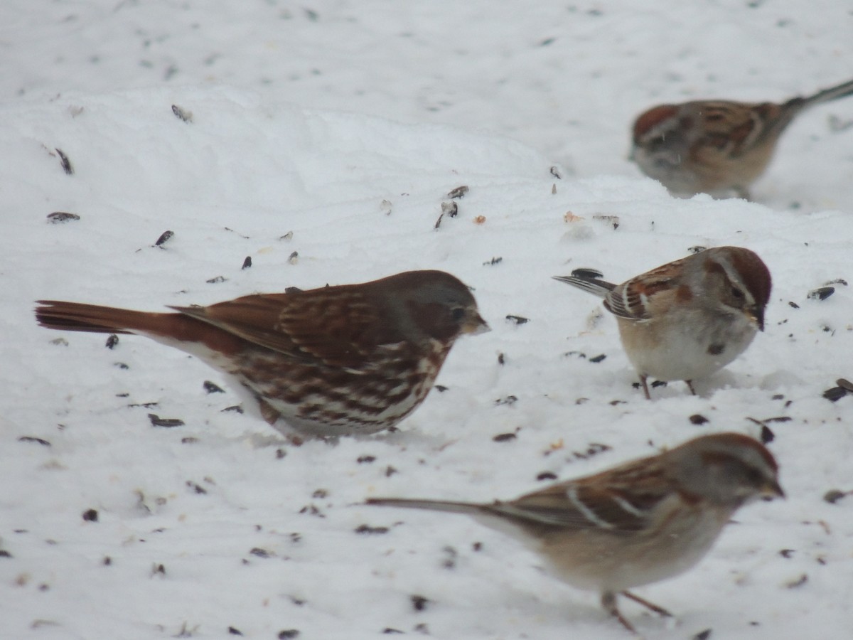 American Tree Sparrow - Melody Walsh