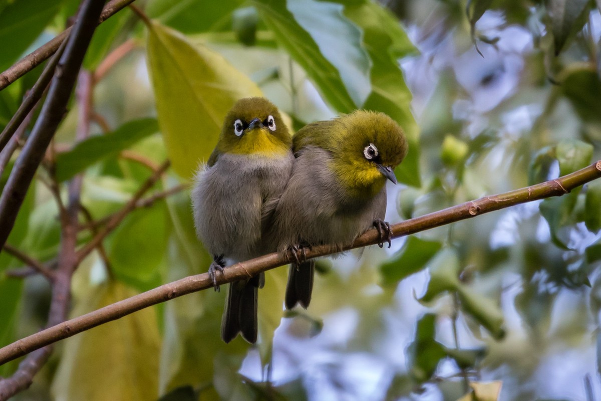 Cape White-eye - ML261144471