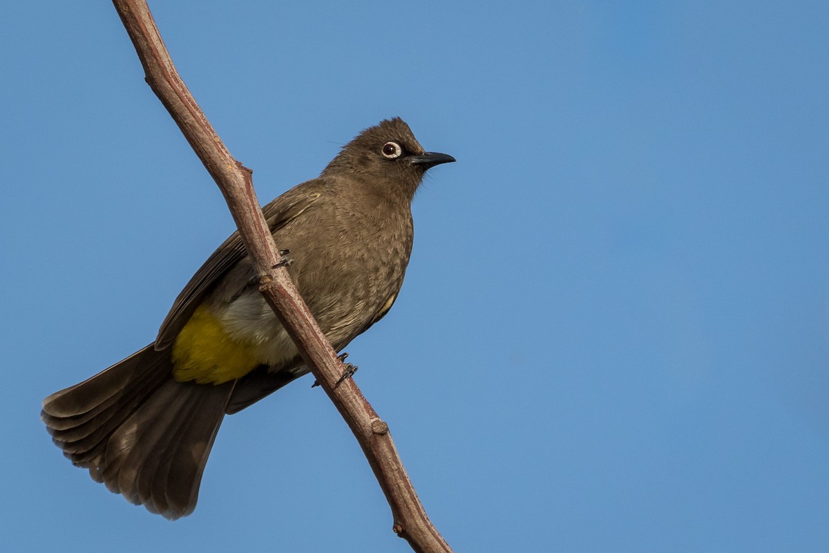 Cape Bulbul - ML261144531