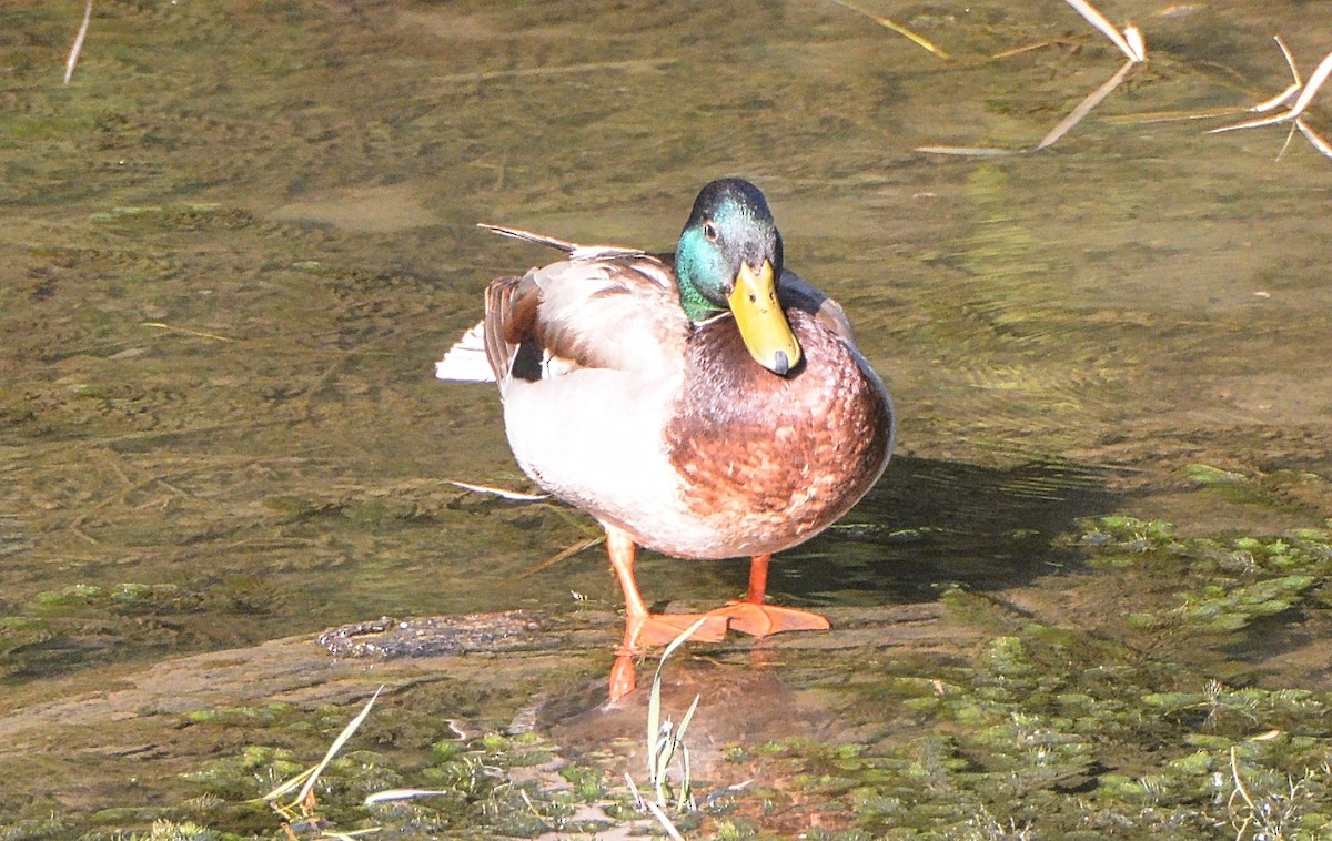 Mallard - Douglas Hall