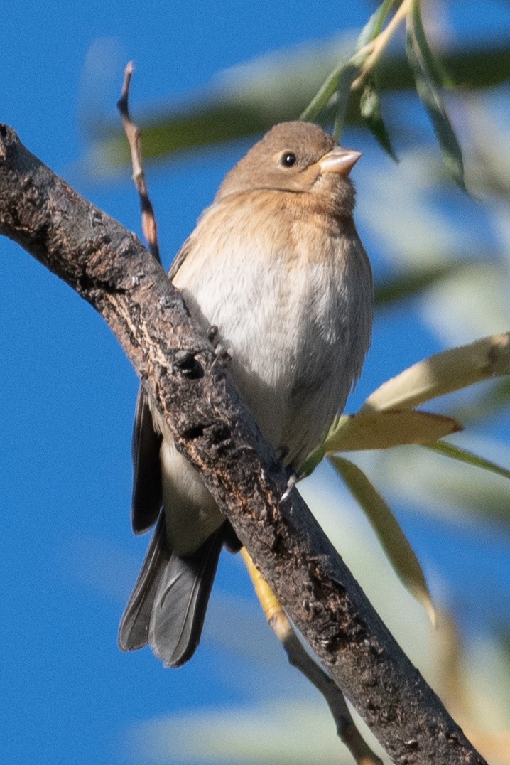 Lazuli Bunting - ML261144861