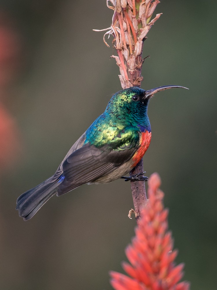 Greater Double-collared Sunbird - ML261144941