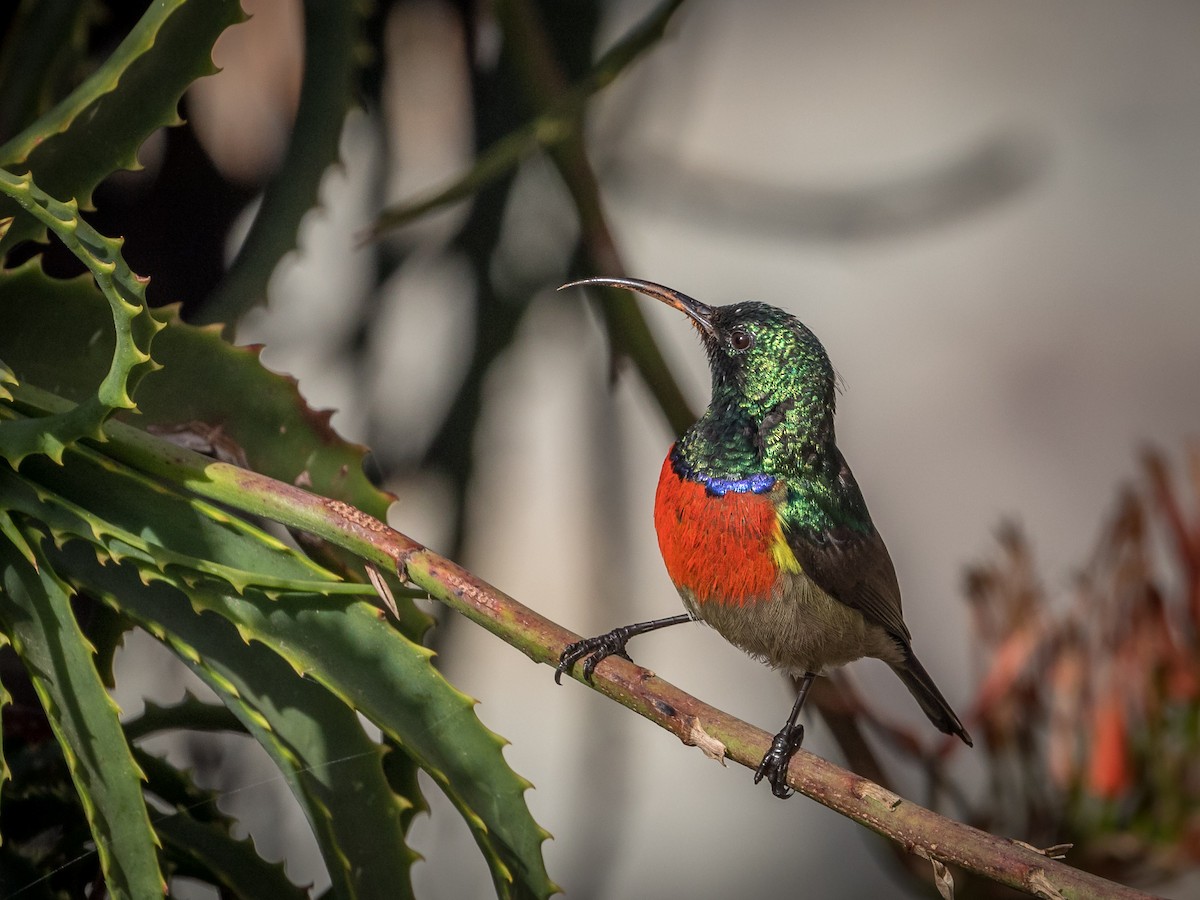 Greater Double-collared Sunbird - ML261145531
