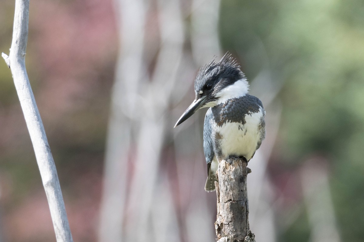 Belted Kingfisher - ML261146261