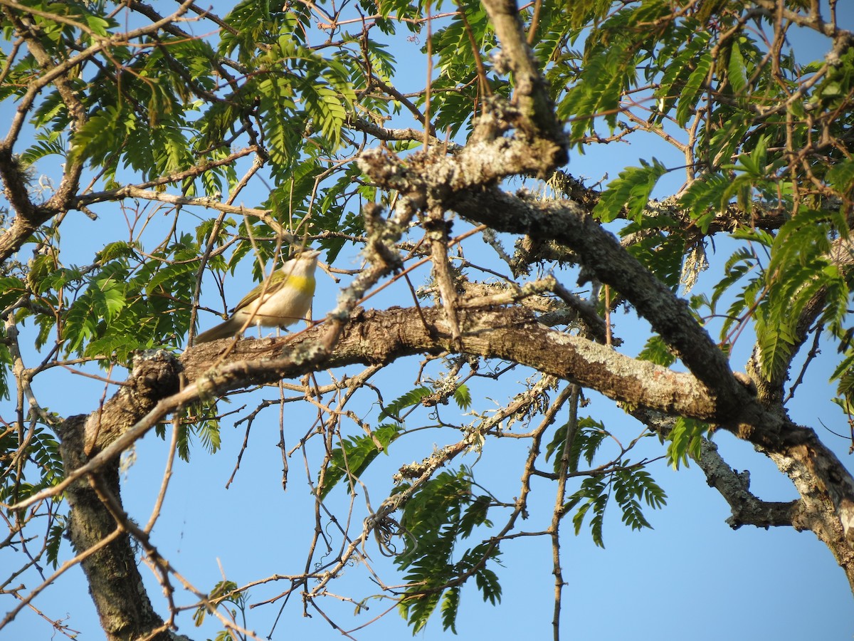 Green-backed Becard - adriana centeno