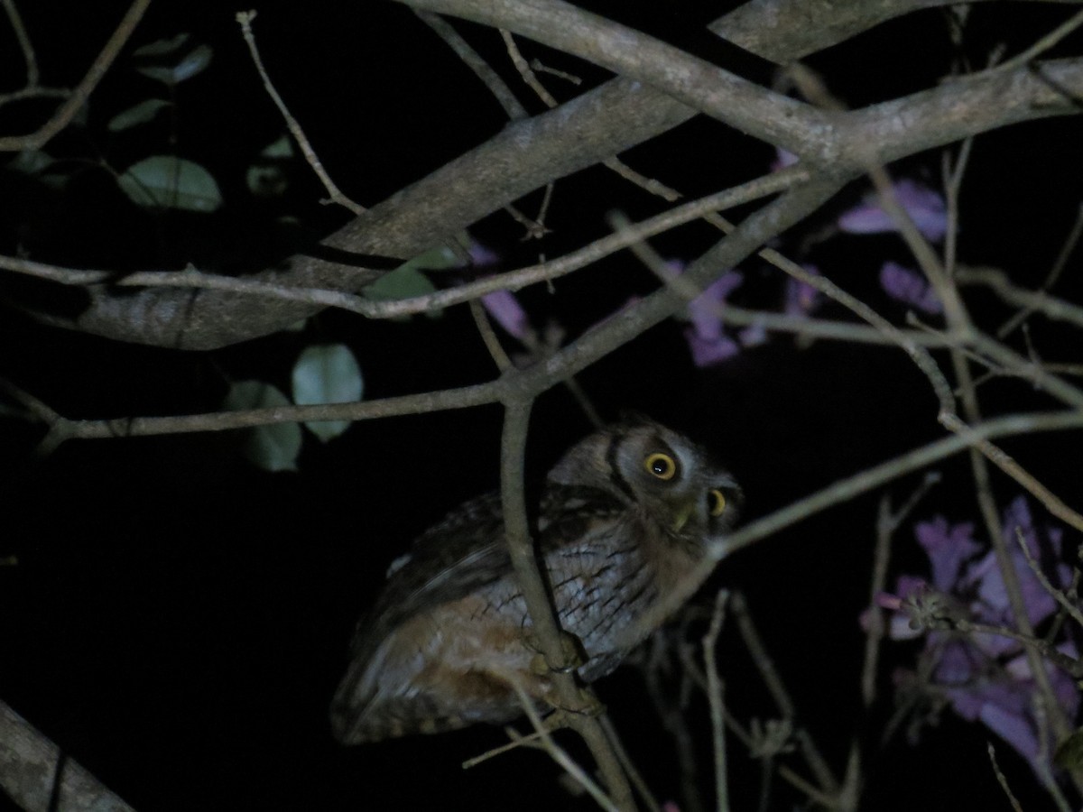 Tropical Screech-Owl - adriana centeno