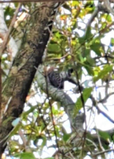 Blond-crested Woodpecker - ML261150951