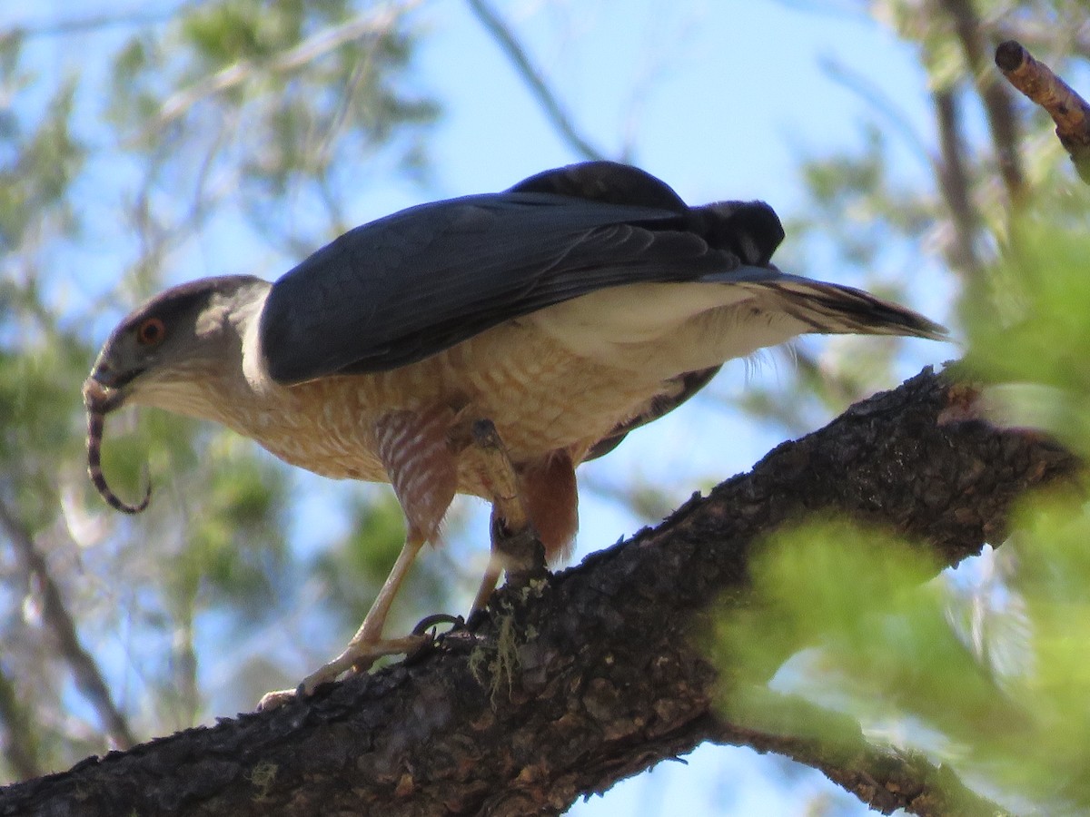 Cooper's Hawk - ML26115221