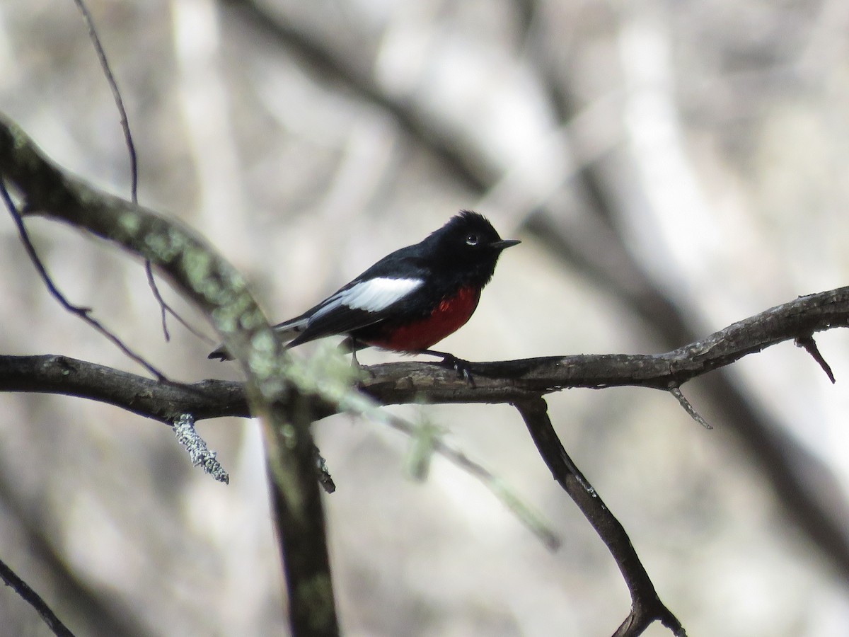 Painted Redstart - Jarrod  Swackhamer