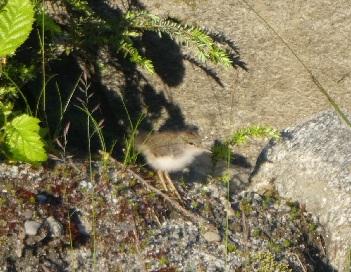 Spotted Sandpiper - Tongass Bird Observations