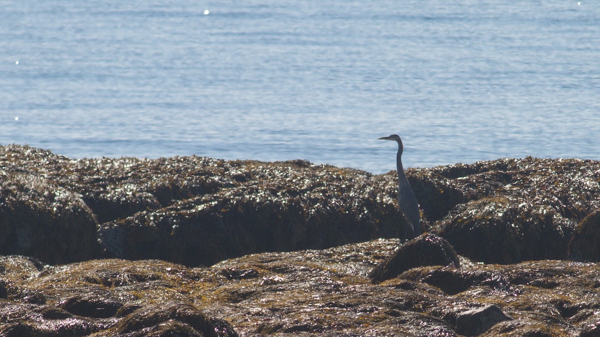 Great Blue Heron (Great Blue) - Fyn Kynd