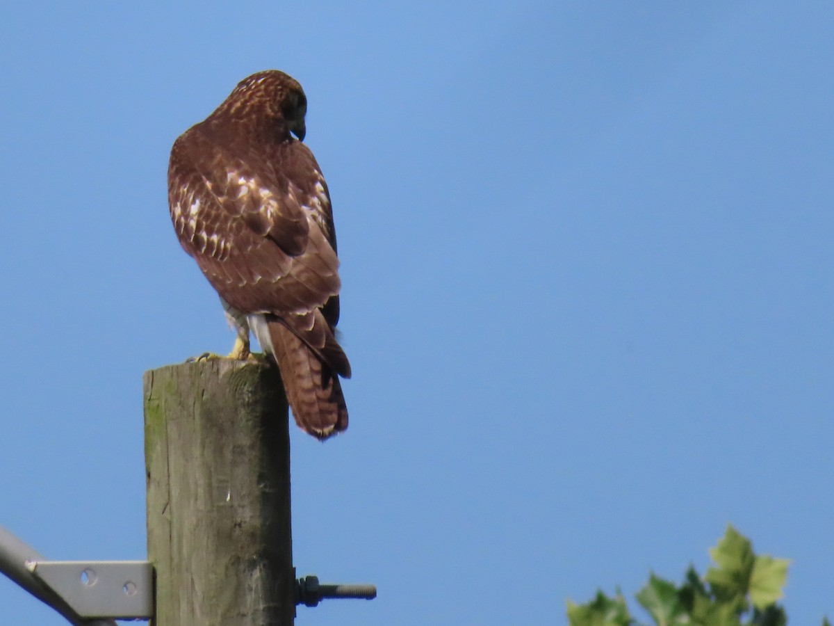 Red-tailed Hawk - ML261157991