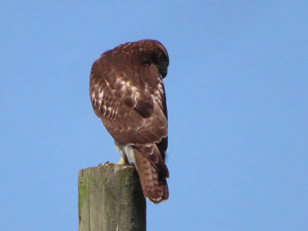 Red-tailed Hawk - ML261158101