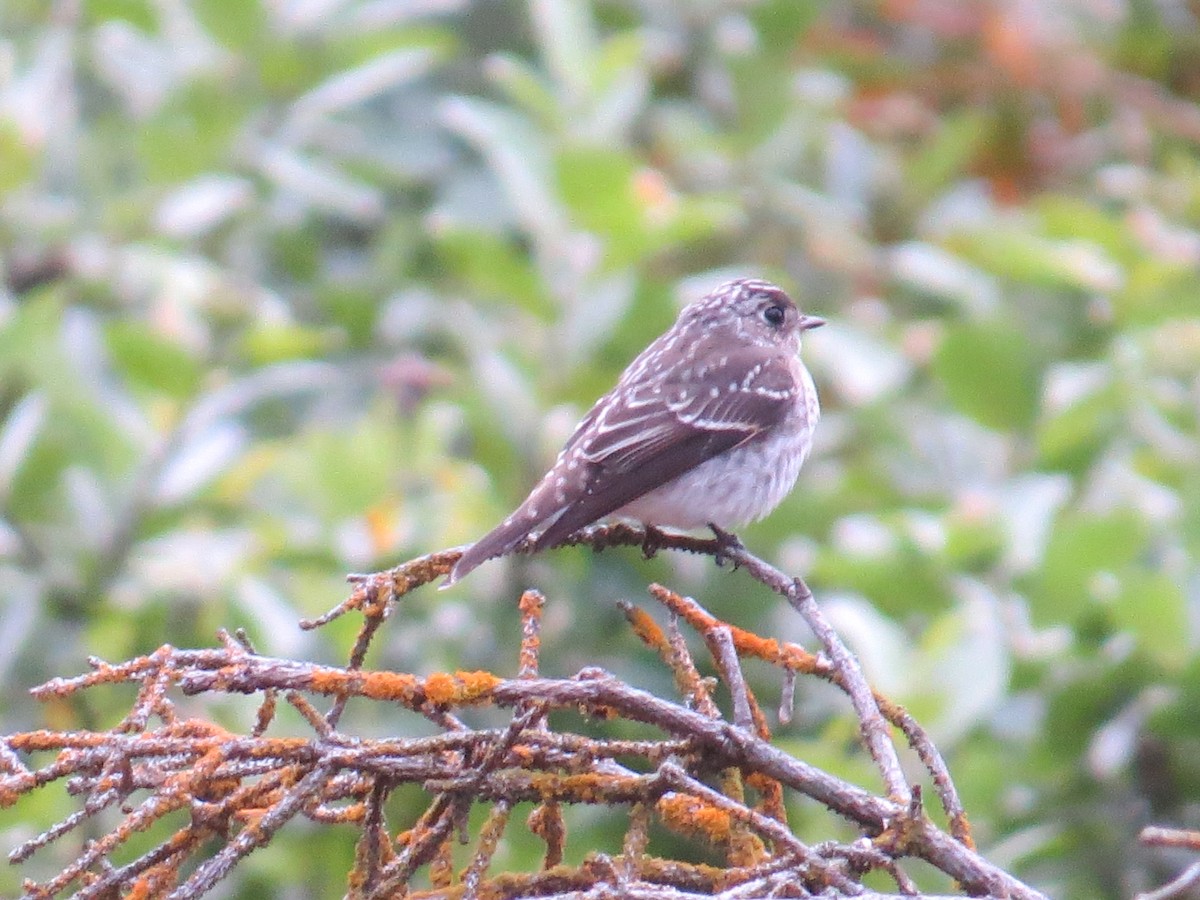 Gray-streaked/Dark-sided Flycatcher - ML261158171