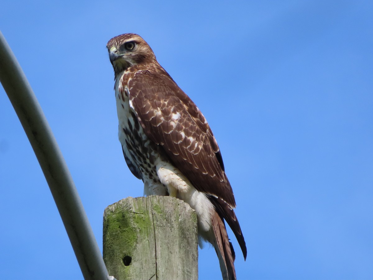 Red-tailed Hawk - ML261158221