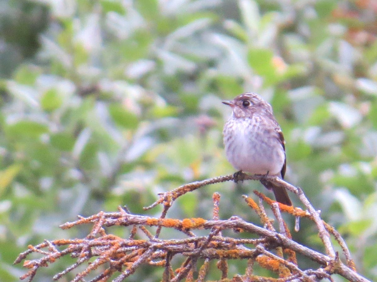 Papamoscas Estriado/Siberiano - ML261158451