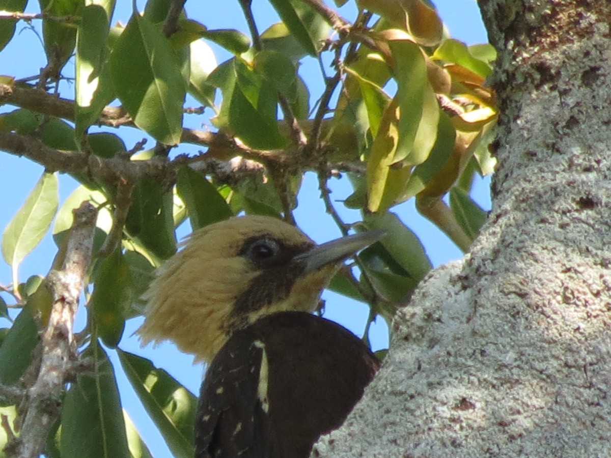 Pale-crested Woodpecker - adriana centeno