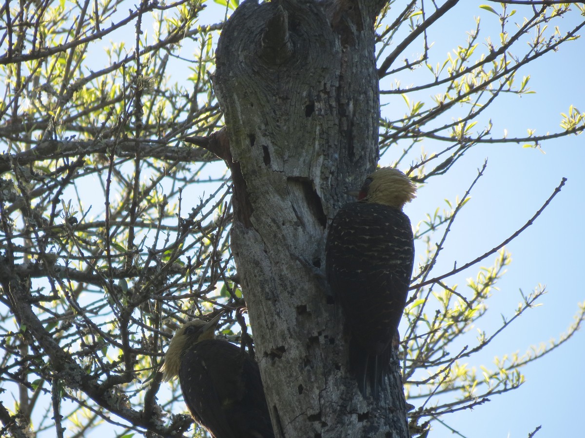 Pale-crested Woodpecker - adriana centeno