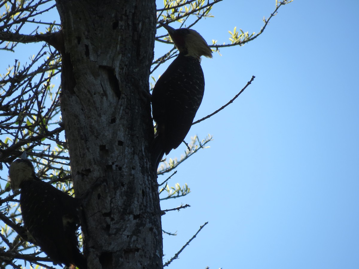 Pale-crested Woodpecker - adriana centeno