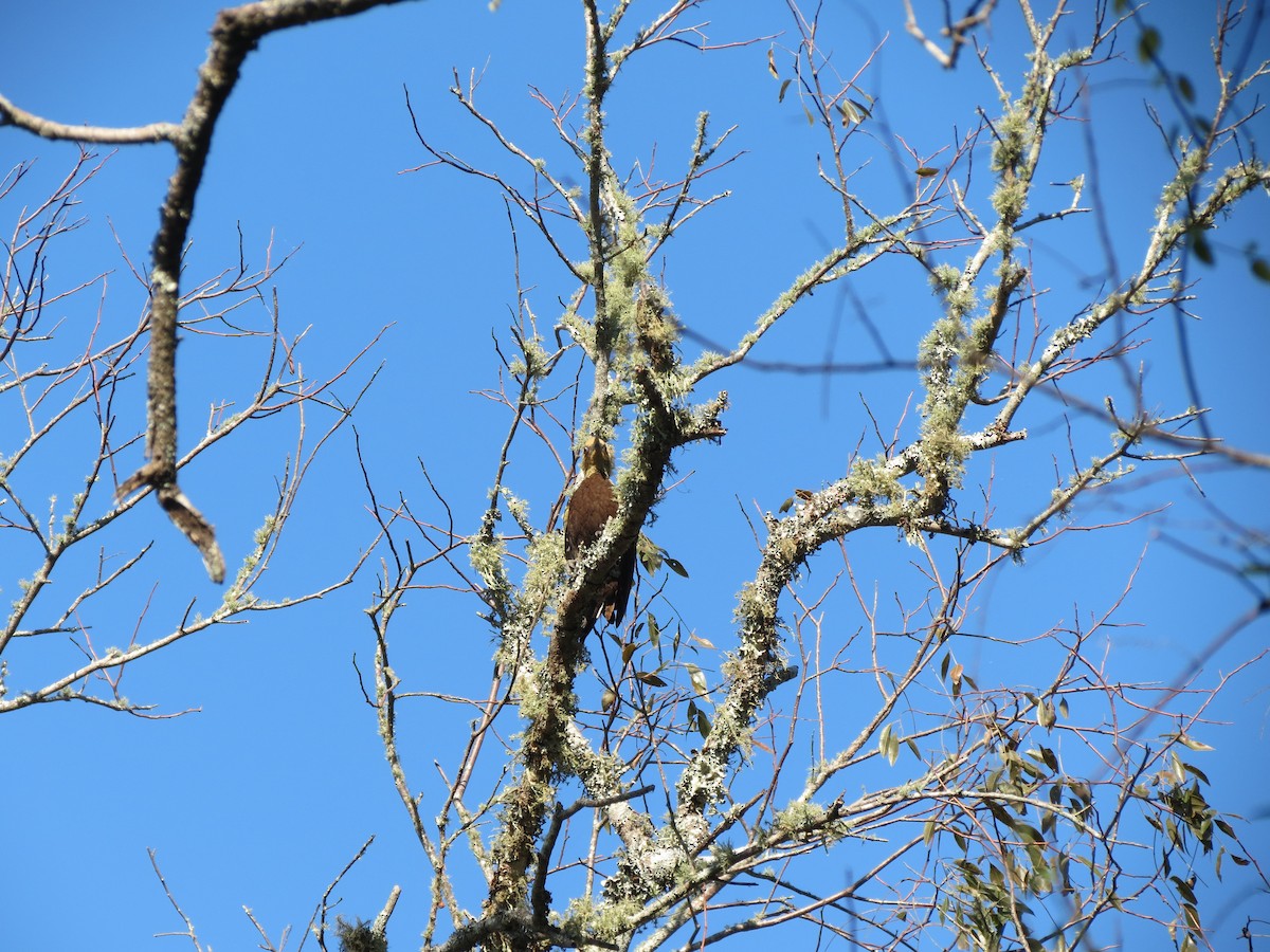 Pale-crested Woodpecker - ML261159401