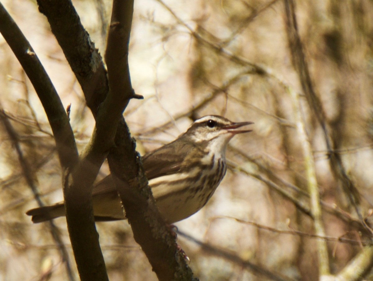 Louisiana Waterthrush - ML26115941