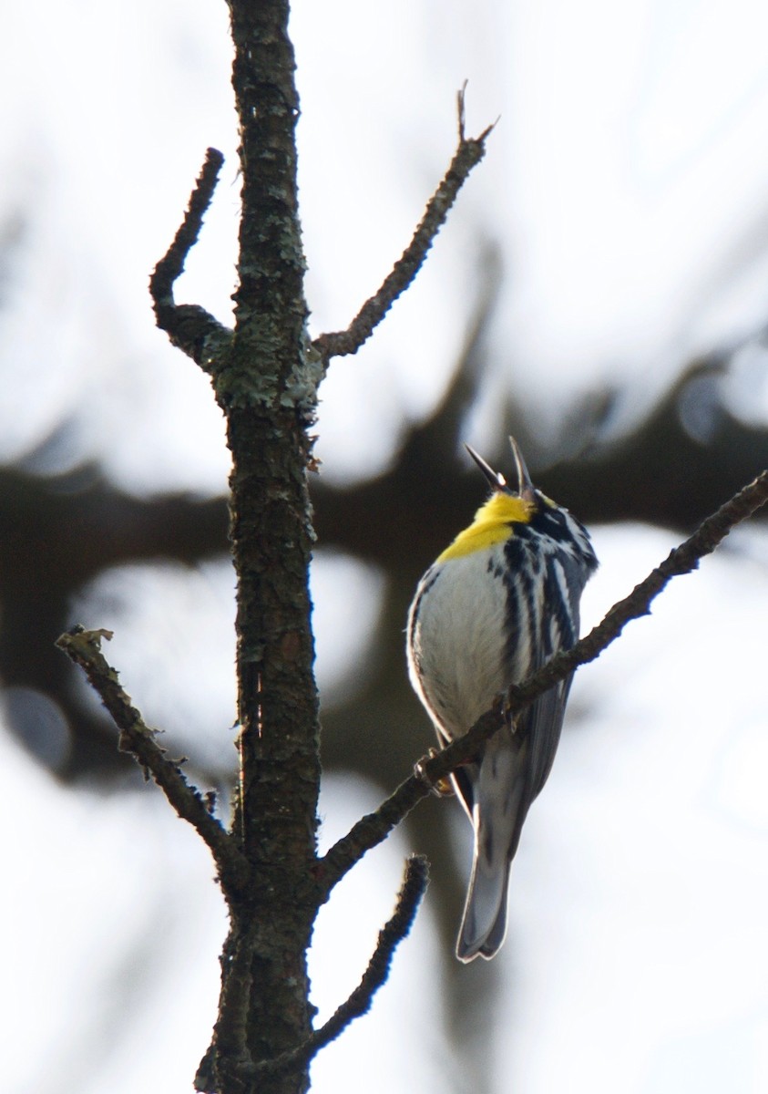 Yellow-throated Warbler - ML26115961