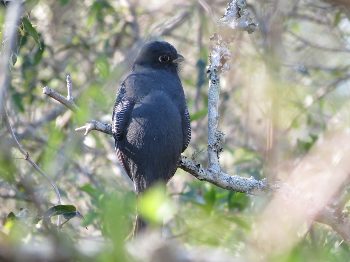 Trogon surucua - ML261159801