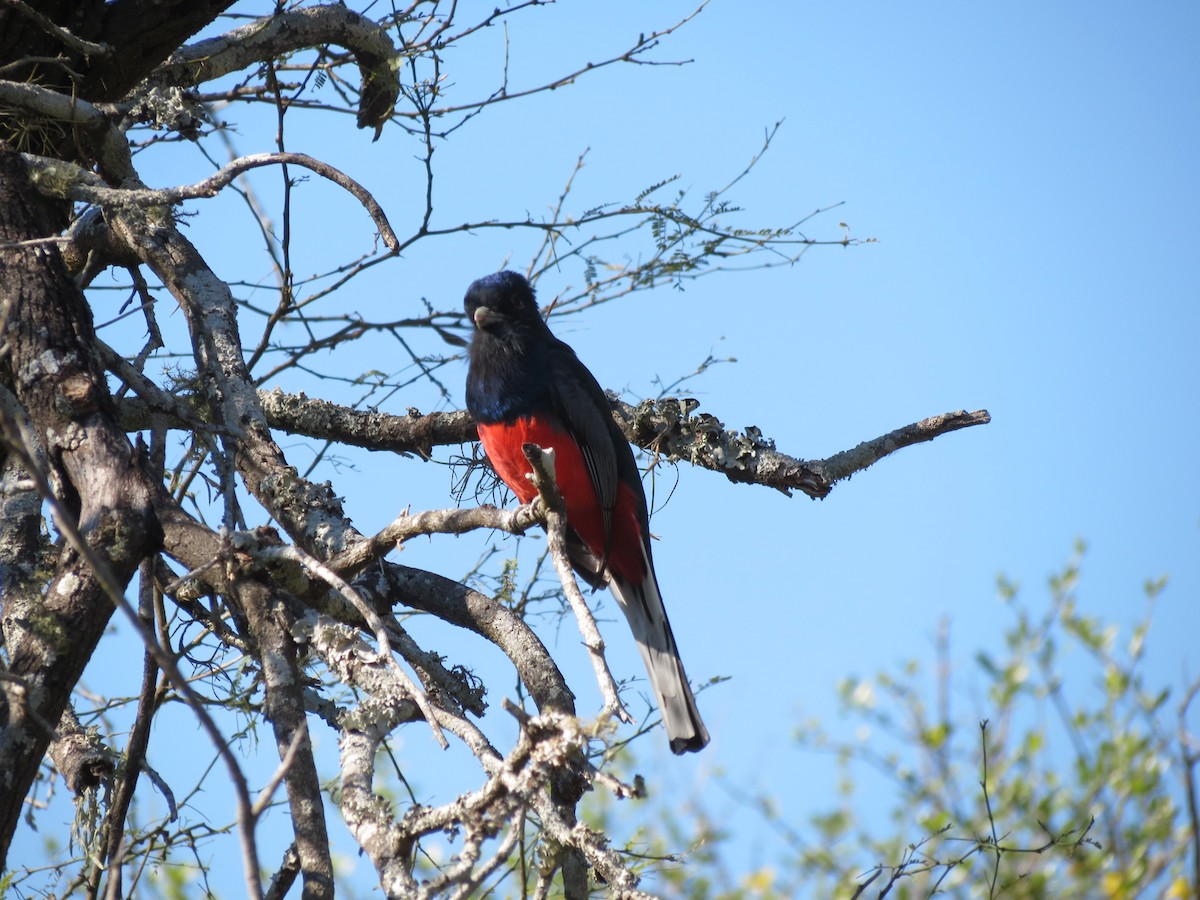 Trogon surucua - ML261159811