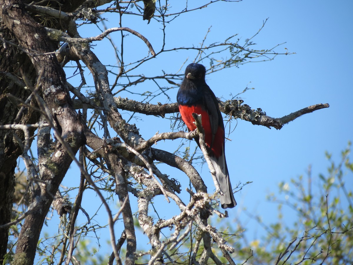 Trogon surucua - ML261159861